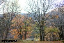 گزارش تصویری از فصل پاییز در جنگل ابر شاهرود